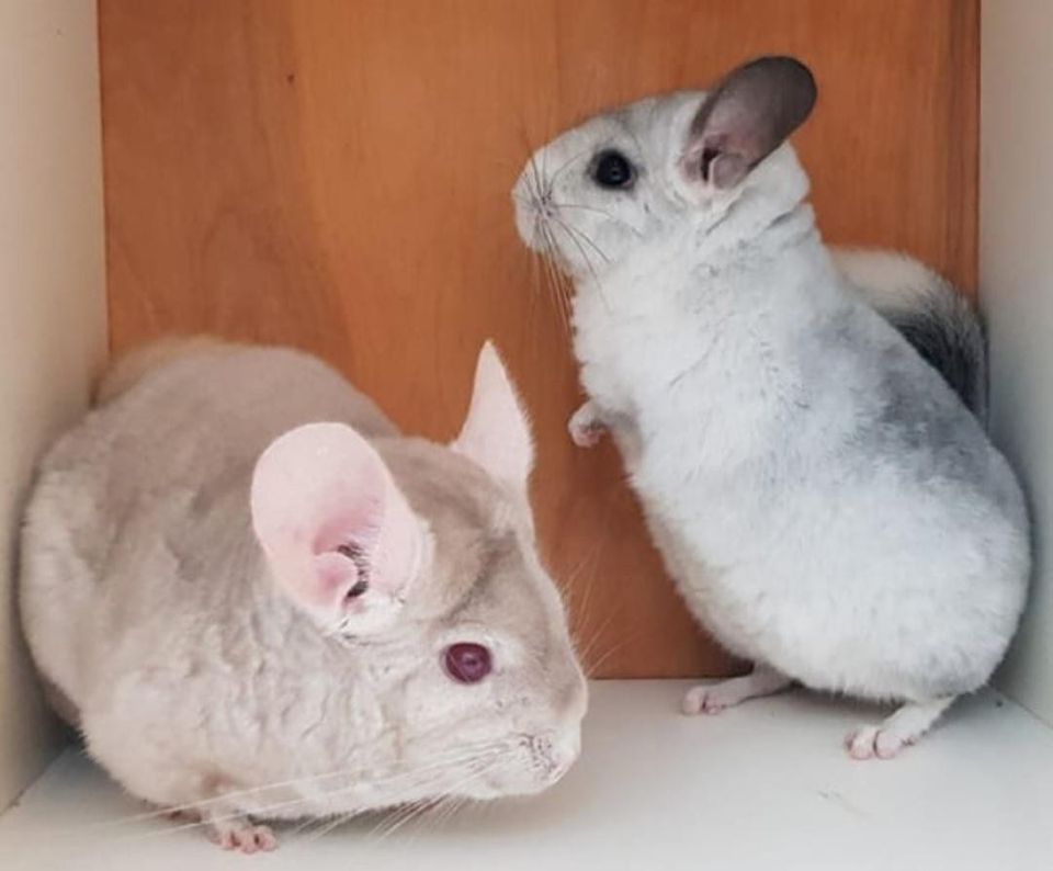 To chinchillajenter med utstyr selges til rett hjem